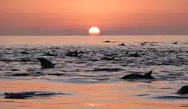 Image related to Explore Coronado Island