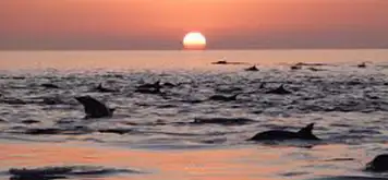 Explore Coronado Island