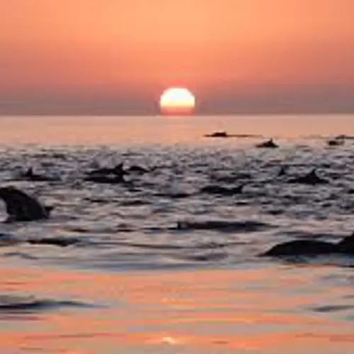 Image related to Explore Coronado Island