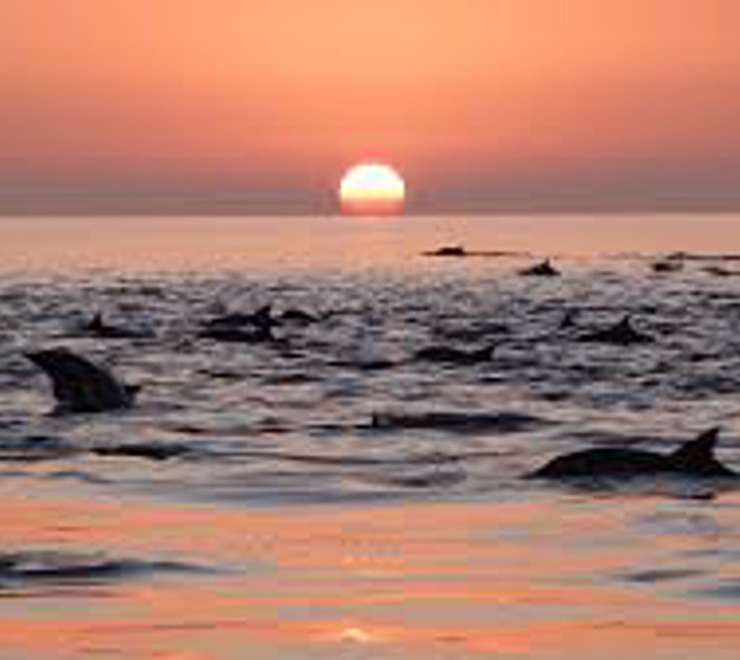 Explore Coronado Island