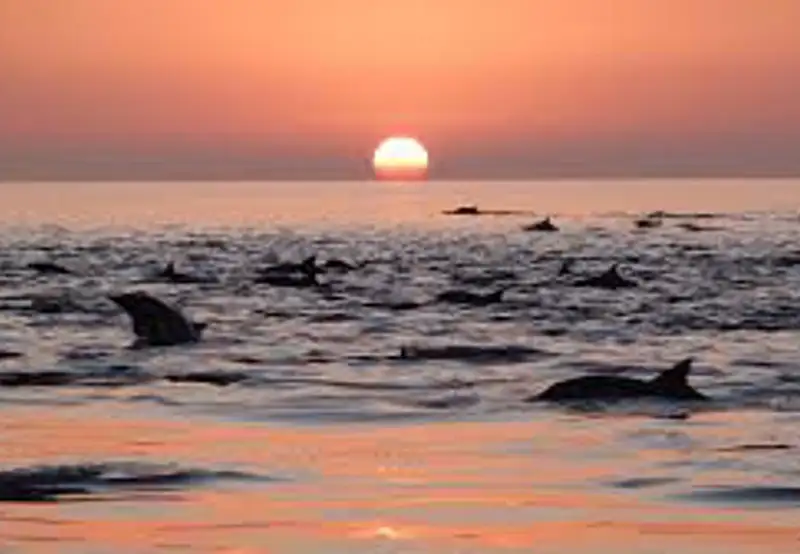 Explore Coronado Island