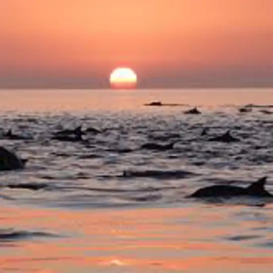 Image related to Explore Coronado Island