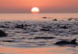 IgluCruise.Application.ViewModels.Shared.WebImageViewModel?.Description