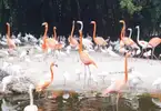 Flamingo Gardens Wildlife Sanctuary (Fort Lauderdale)