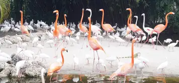 Flamingo Gardens Wildlife Sanctuary