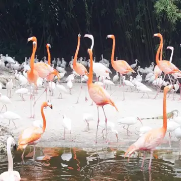 Image related to Flamingo Gardens Wildlife Sanctuary