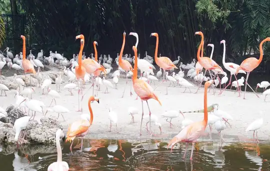 Image related to Flamingo Gardens Wildlife Sanctuary