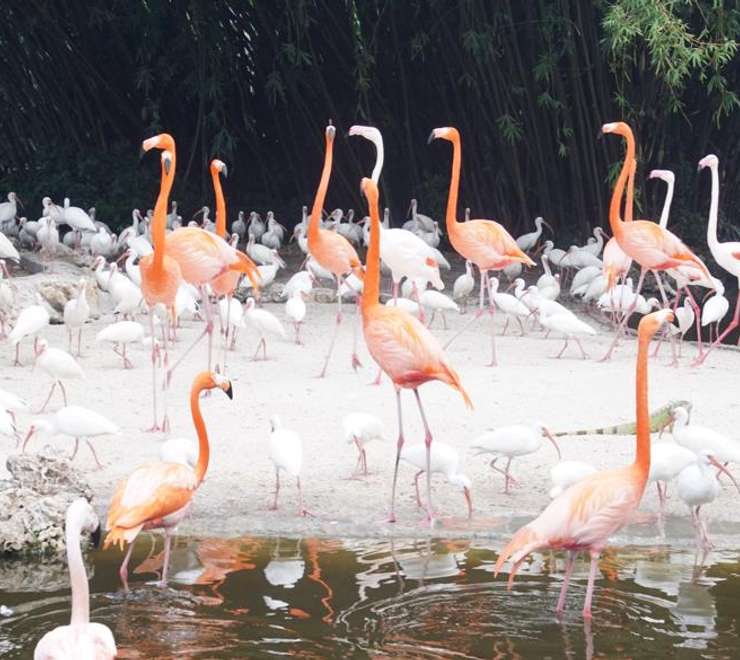 Flamingo Gardens Wildlife Sanctuary