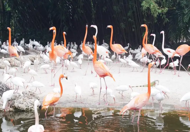 Flamingo Gardens Wildlife Sanctuary Fort Lauderdale USA