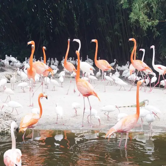 Image related to Flamingo Gardens Wildlife Sanctuary