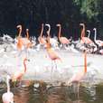 Flamingo Gardens Wildlife Sanctuary Fort Lauderdale USA