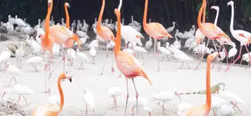 Image related to Flamingo Gardens Wildlife Sanctuary