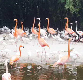 Image related to Flamingo Gardens Wildlife Sanctuary