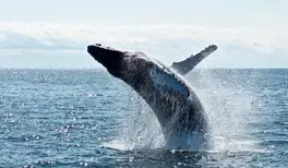 Image related to Whale Watching