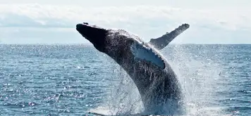 Image related to Whale Watching