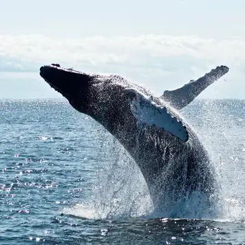 Image related to Whale Watching
