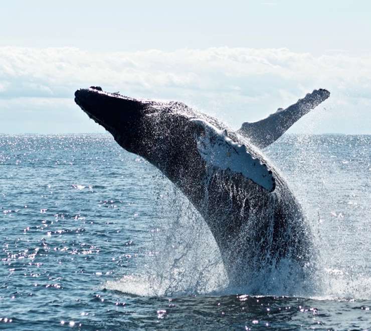 Whale Watching