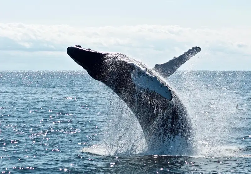 Image related to Whale Watching