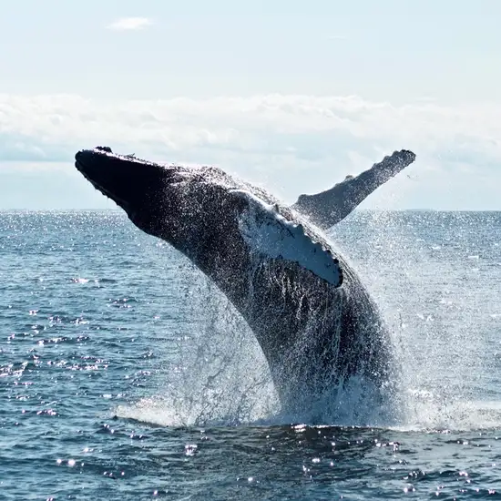 Image related to Whale Watching