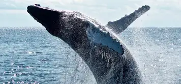 Image related to Whale Watching