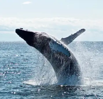 Image related to Whale Watching