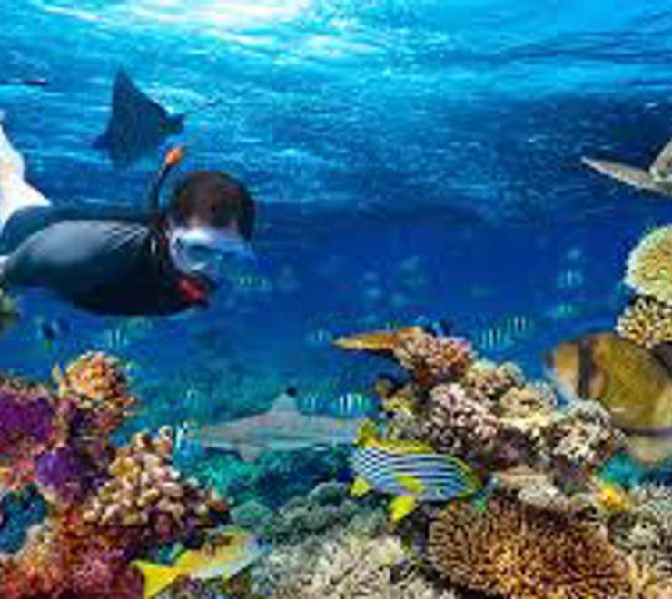 Snorkeling the Barrier Reef