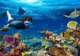 Snorkeling the Barrier Reef