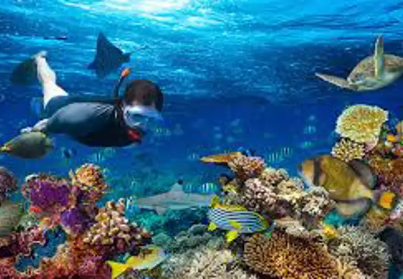 Snorkeling the Barrier Reef