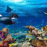 Image related to Snorkeling the Barrier Reef