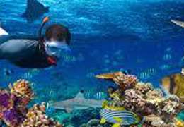 IgluCruise.Application.ViewModels.Shared.WebImageViewModel?.Description