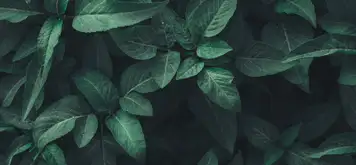 Image related to National Botanical Conservatory