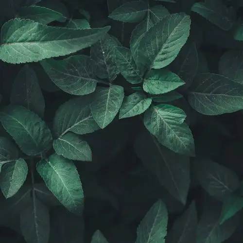 Image related to National Botanical Conservatory