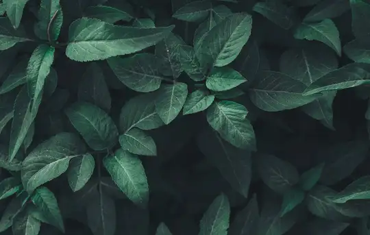 Image related to National Botanical Conservatory