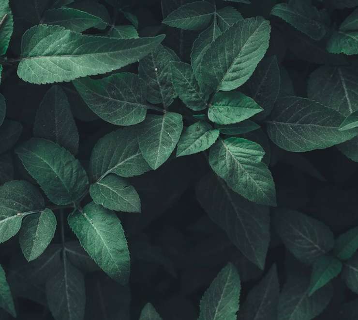 National Botanical Conservatory