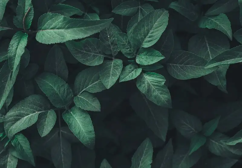 Image related to National Botanical Conservatory