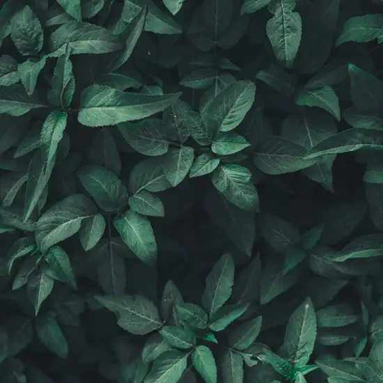 Image related to National Botanical Conservatory