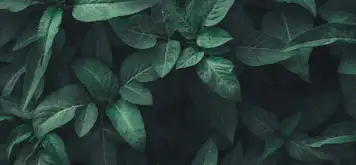 Image related to National Botanical Conservatory