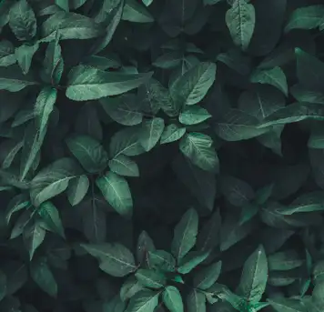 Image related to National Botanical Conservatory