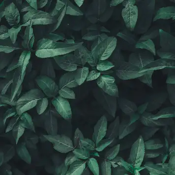 Image related to National Botanical Conservatory