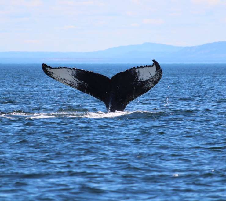 Cape Farewell