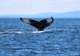 Cape Farewell