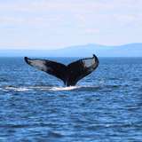 Image related to Cape Farewell