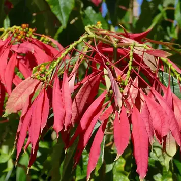 Image related to Botanical Gardens