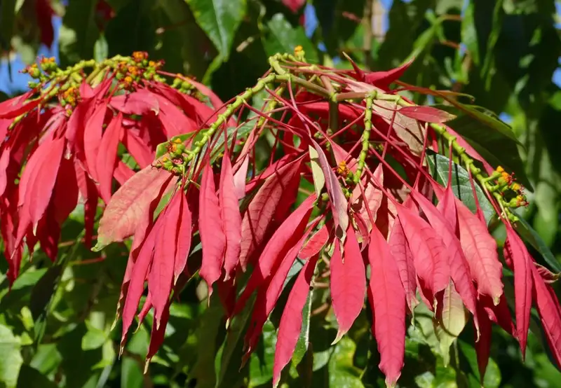 Botanical Gardens