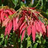 Image related to Botanical Gardens