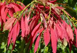 IgluCruise.Application.ViewModels.Shared.WebImageViewModel?.Description