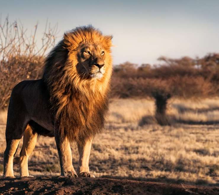 South African Lions