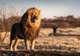 South African Lions