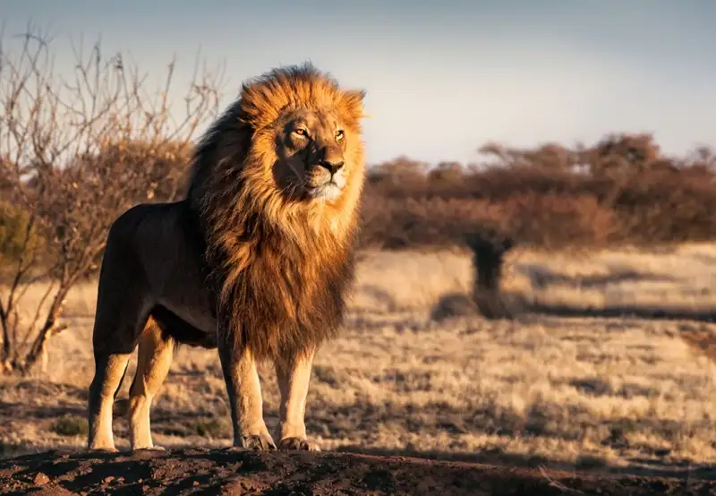 South African Lions