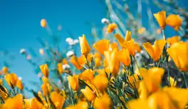 Image related to Image related to Djupadalen